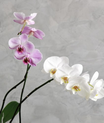 Double orchid ceramic plant