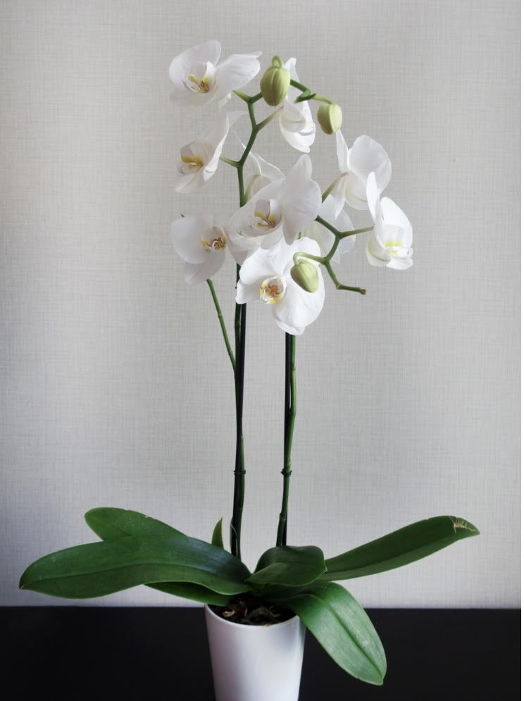 Double orchid ceramic plant
