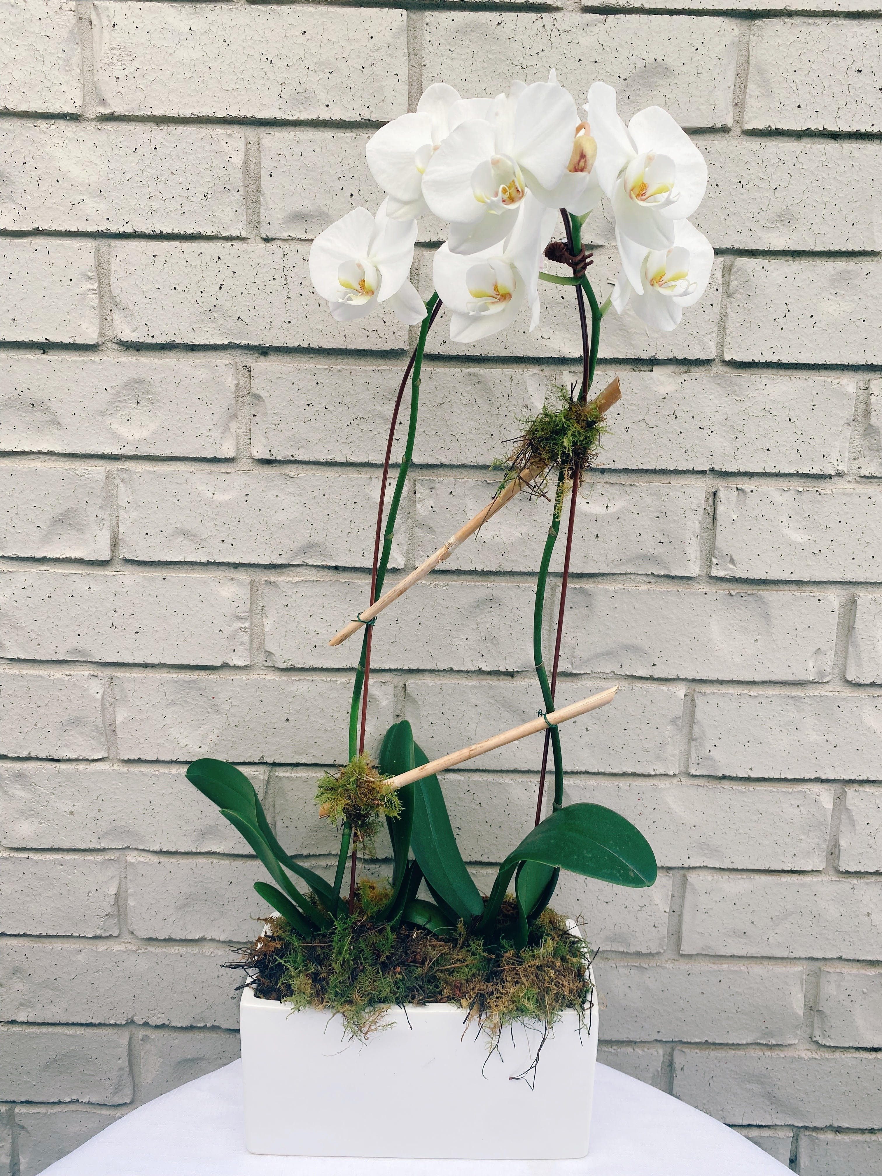 Double orchid ceramic plant