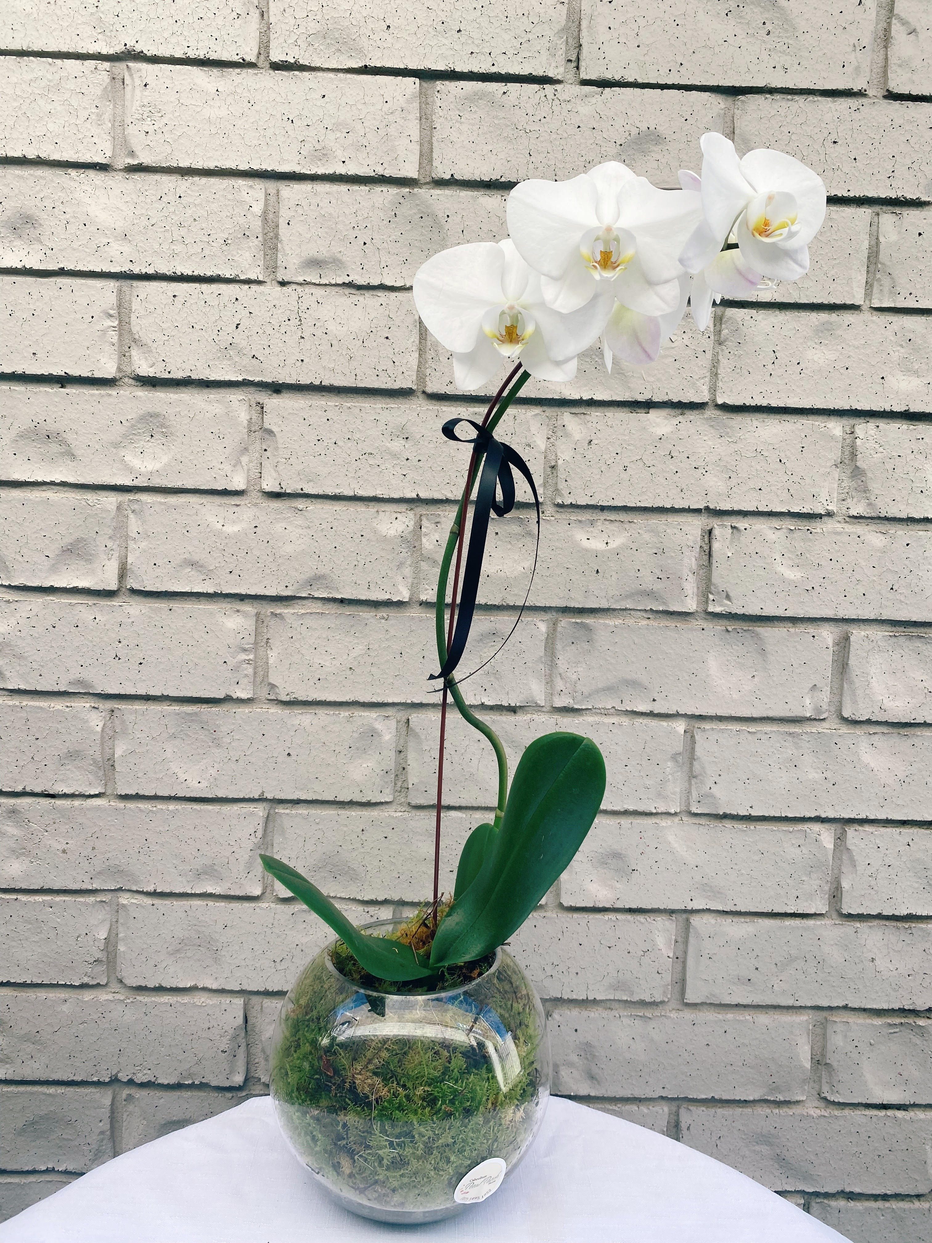 White Fish bowl orchid plant