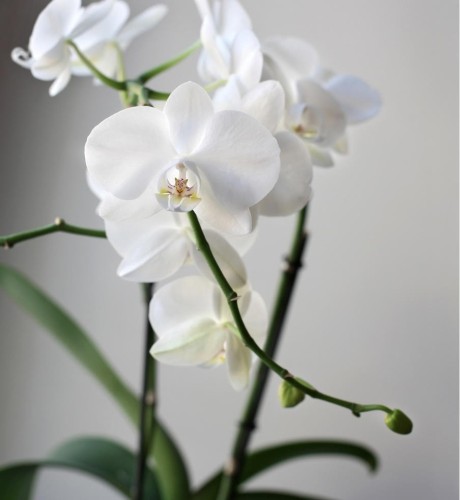 White Fish bowl orchid plant