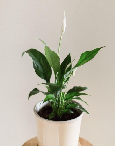 Peace Lily plant in ceramic