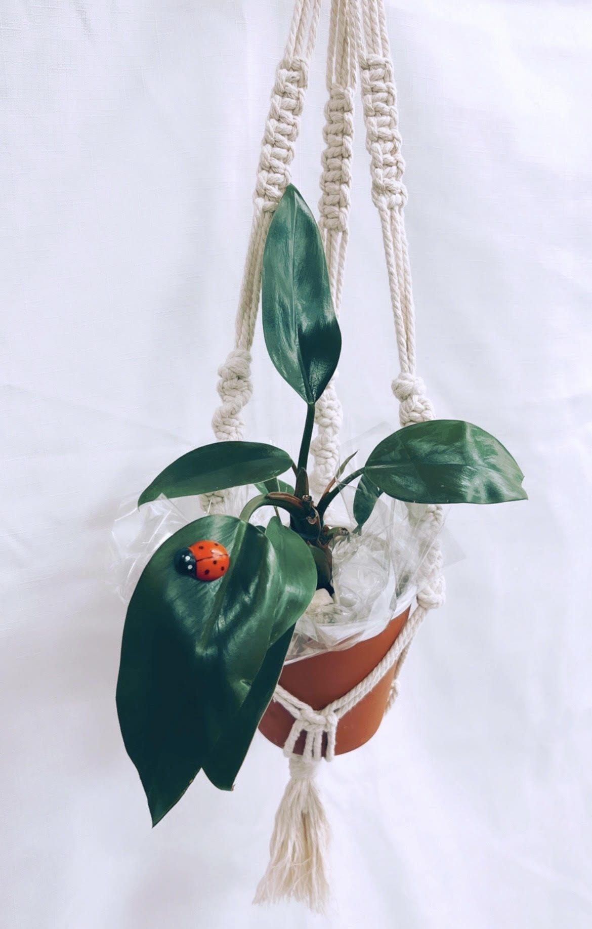 Made by Sasha Macramé hanger (plant not included)