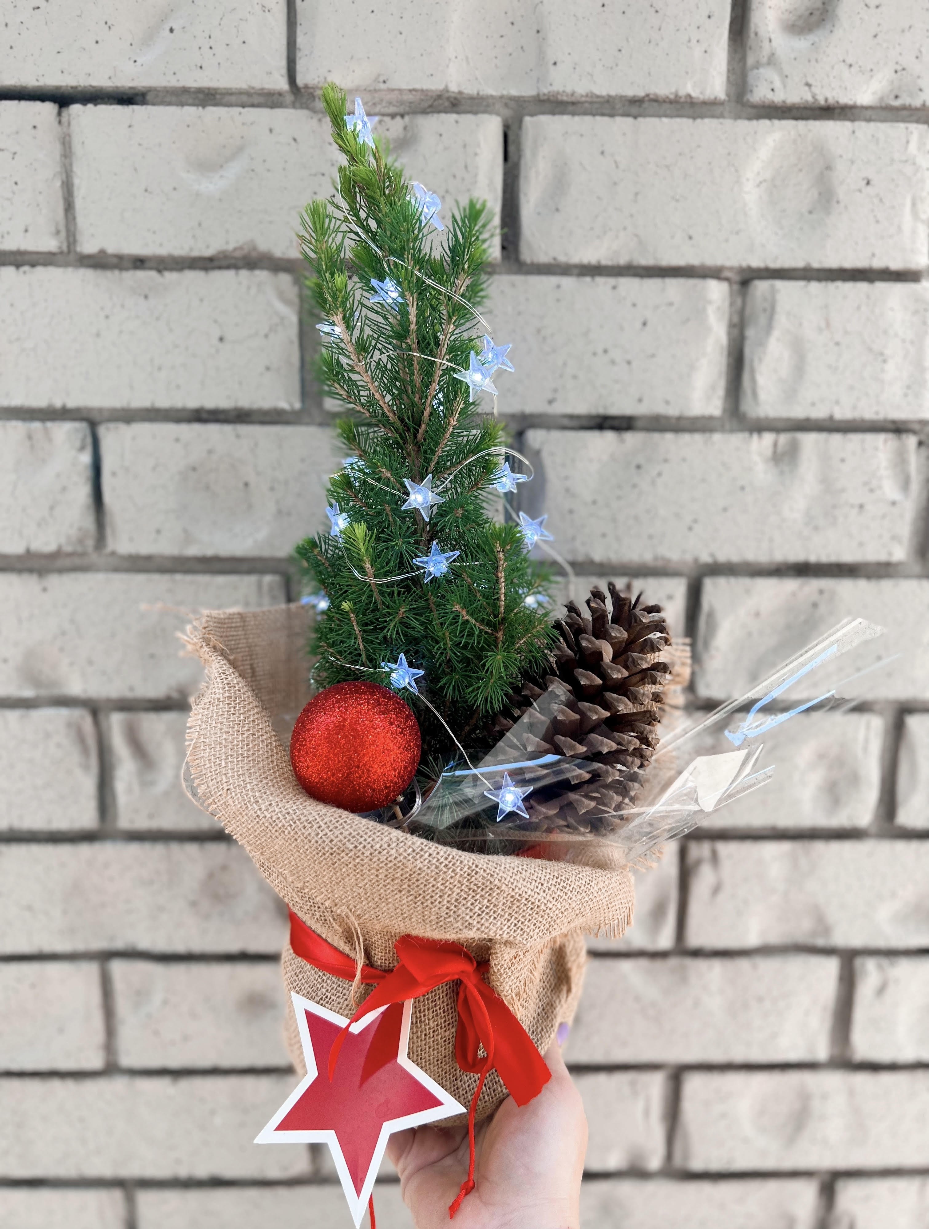 Living Potted Christmas Tree with lights