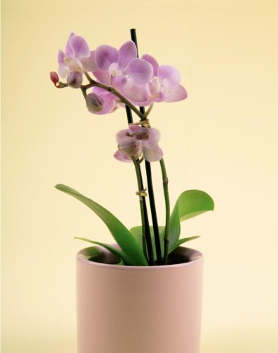 Purple Potted Orchid
